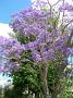 jacaranda-2010 012